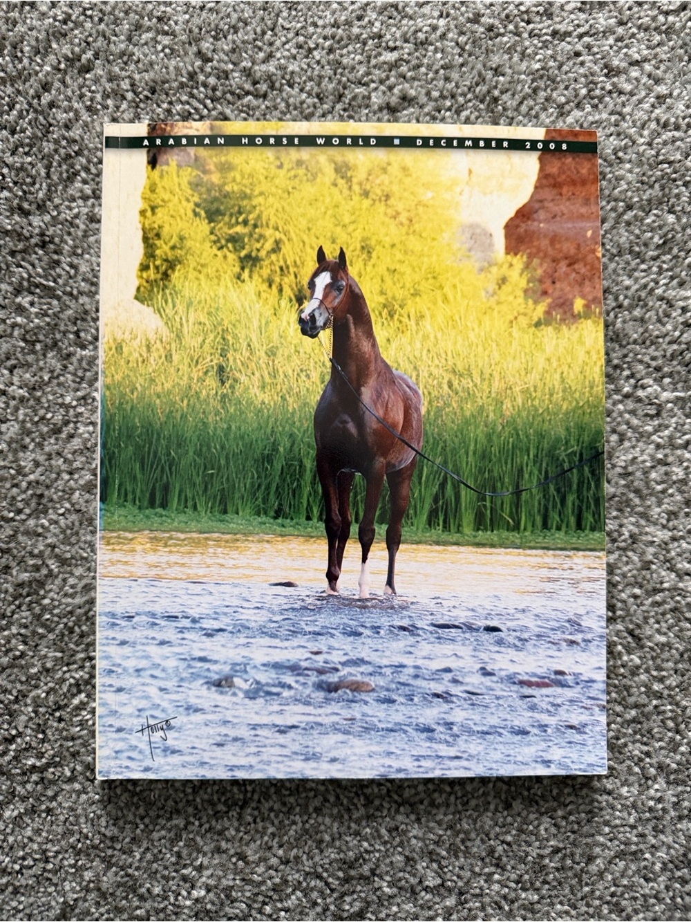Arabian Horse World Magazine December 2008